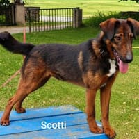 Kleiner toller  Kerl und Schmusegarantie inklusive ..., Hund zur Adoption