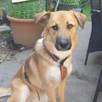 Die Zauberhaft tolle Bianca liebt Kinder, Hündin zur Adoption