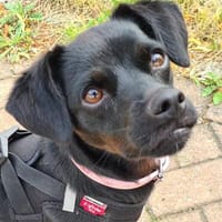 Sasha  kleines Lakritzmädchen sucht ihre Traumfamilie!, Hündin zur Adoption