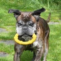 bezaubernde Grauschnute Zelda - PLZ 061, Hündin zur Adoption