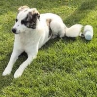 Vermittlungshilfe für Pablo, Hund zur Adoption