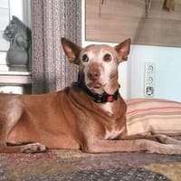 Zutraulicher Zeta1 sucht seine Familie, Hund zur Adoption