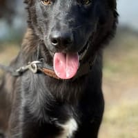 Oliver - wie eine schwarze Perle, Hund zur Adoption