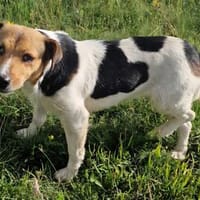 Ilvy - die gemütliche kleine Dame, Hündin zur Adoption