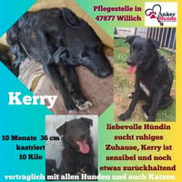 🌸Kerry sucht ihre Familie, Hündin zur Adoption