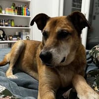 Opi Rex, ruhiger Hund sucht Zuhause, Hund zur Adoption