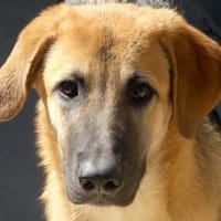 Kiwi 3 -kennt nicht viel,toller Charakte, Hündin zur Adoption