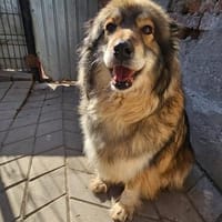 Yvette, fröhliche Hündin sucht Familie, Hündin zur Adoption