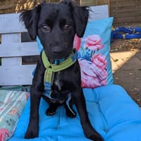 GINO sucht seine Manege zum Spaßhaben, Hund zur Adoption