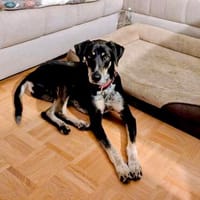 Randal-agil und verspielt, Hund zur Adoption