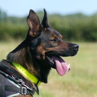 BRONX, chien à adopter