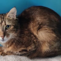 SALSIFI, chat à adopter