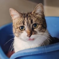 MIMI2, chatte à adopter