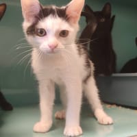COMPLOT, chat à adopter