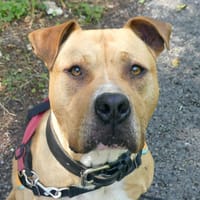 TUPAC, chien à adopter