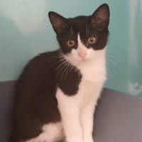 CONCILIABULE, chatte à adopter