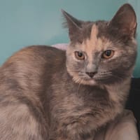 QIQIE, chatte à adopter