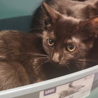 BAEK, chat à adopter
