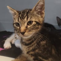 BRETZEL, chat à adopter