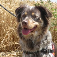 PHOEBE, chienne à adopter