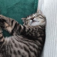 COOKIE C, chat à adopter