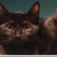 POSY, chatte à adopter