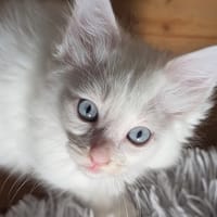 PHAROS, chat à adopter