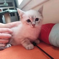 SAPHIR, chat à adopter