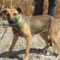 STITCH, chien à adopter
