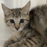 VICI, chatte à adopter