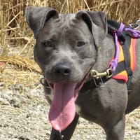 BUCK, chien à adopter