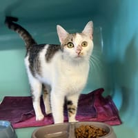 KLOTIX, chatte à adopter