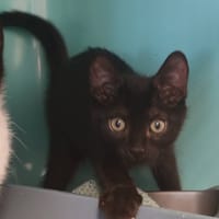 FRICOTAGE, chat à adopter