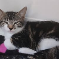 CURLY, chat à adopter