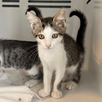 GROUBIDZOUK, chat à adopter