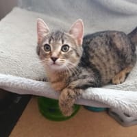 CAROU, chatte à adopter