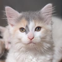 PHARELL, chatte à adopter