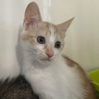 VEDY, chatte à adopter