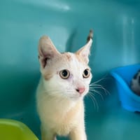Teddy, chat à adopter