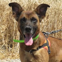 NARKOSS, chien à adopter