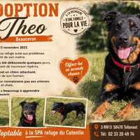 THEO, chien à adopter
