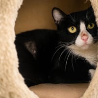 Marly, chatte à adopter