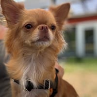 LUNA OAA20033, chienne à adopter