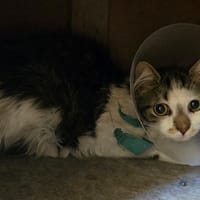 BLUEY, chatte à adopter