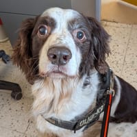REX, chien à adopter