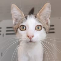 FLOUBIDOUILLEX, chat à adopter