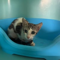 Figaro, chat à adopter