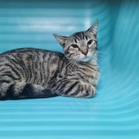 Croquette, chat à adopter