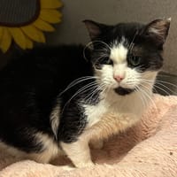 DANAE, chatte à adopter