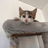 Gucci, chat à adopter